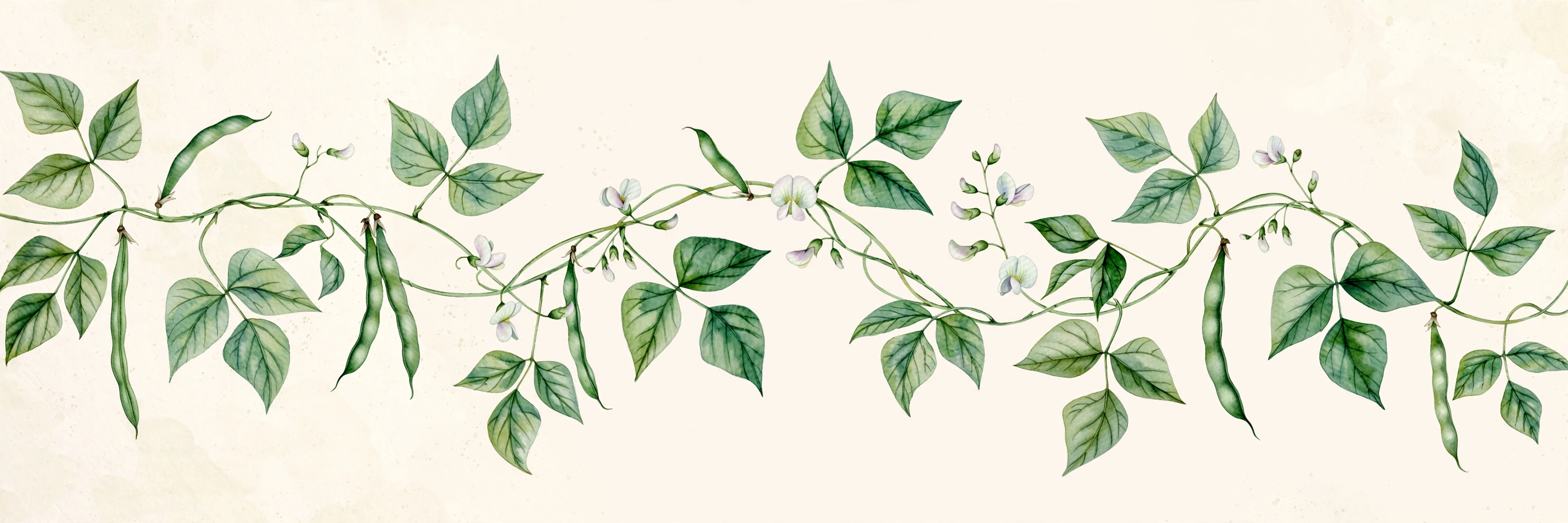 String bean vine with green leaves